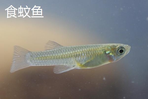 食蚊鱼多长时间繁殖一次，从每年的4月到11月都可以