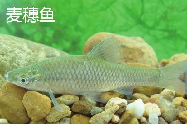食蚊鱼多长时间繁殖一次，从每年的4月到11月都可以