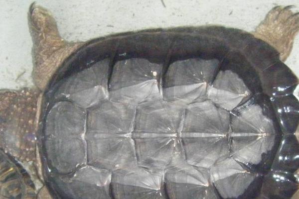 鳄龟不吃东西的原因及解决方法，可能是水温低或水质差