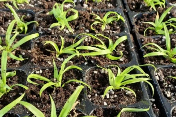 菠萝的盆栽养殖方法，首先要挑选健壮的菠萝