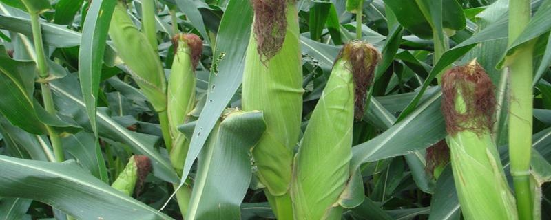 源育177玉米种子特征特性，中等肥力以上地块种植