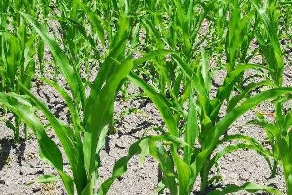SMC652玉米品种的特性，中抗弯孢叶斑病
