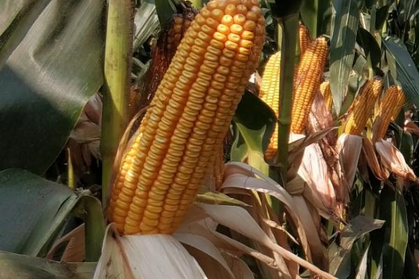 茂育6号玉米种简介，每亩种植密度为4000株左右