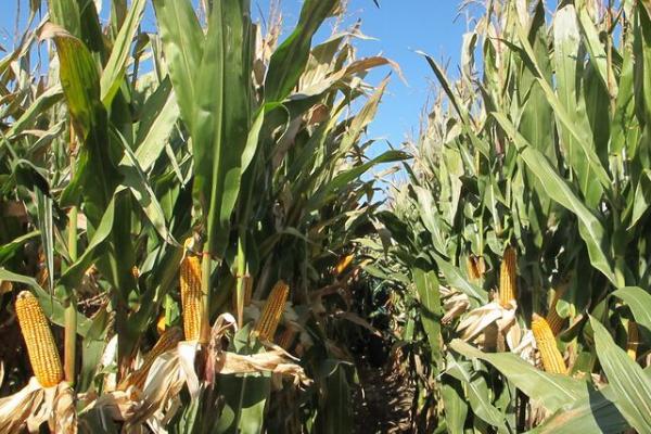 茂育6号玉米种简介，每亩种植密度为4000株左右