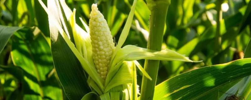 DK58玉米种子介绍，播种期6月上中旬
