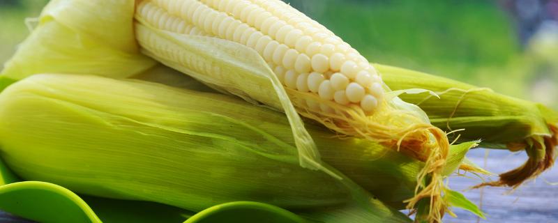 DK205玉米种子介绍，中抗茎腐病