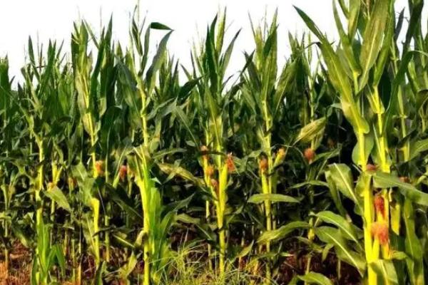金K986玉米种子特点，每亩种植密度4500株左右