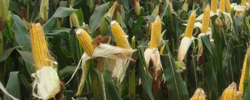 金K986玉米种子特点，每亩种植密度4500株左右