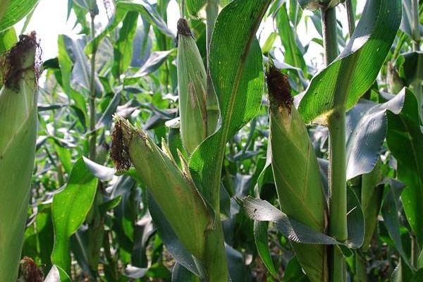 DF617玉米种子特点，中抗大斑病