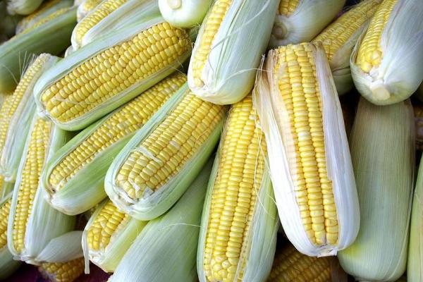 优迪529玉米品种的特性，该品种对土壤没有严格要求