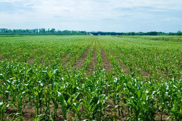 京科981玉米品种简介，每亩种植密度4500株左右