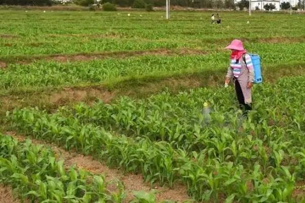吉农大610玉米种子特点，种植密度不宜过大