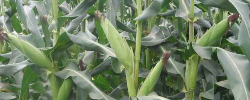 吉农大610玉米种子特点，种植密度不宜过大