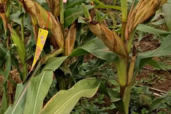 吉农大610玉米种子特点，种植密度不宜过大