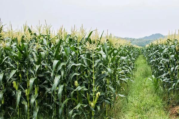 松玉302玉米种子介绍，4月下旬至5月上旬播种