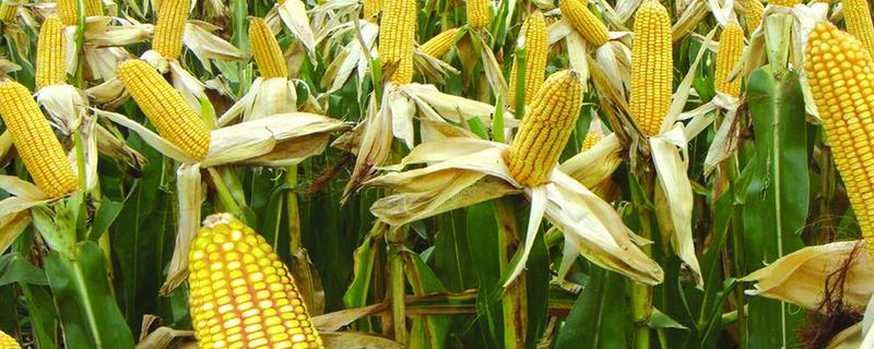德美禾7玉米品种简介，选择中等肥力以上地块栽培