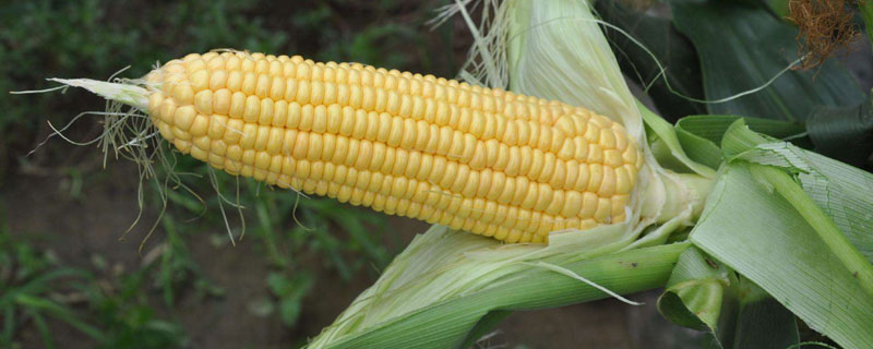 天育168玉米种简介，中抗茎腐病
