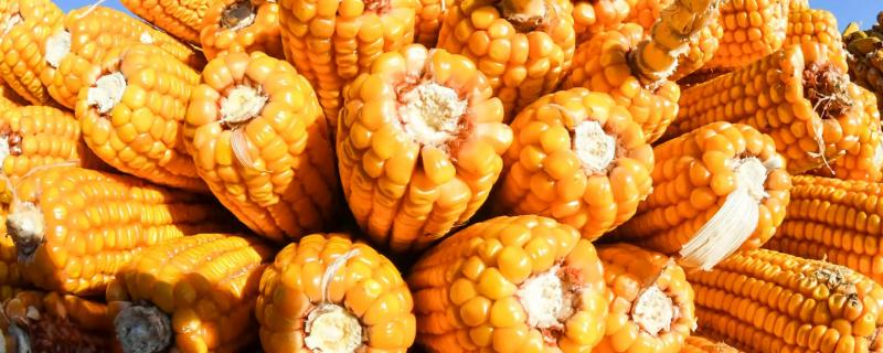 泽尔沣515玉米种子特征特性，注意防治玉米大斑病和丝黑穗病