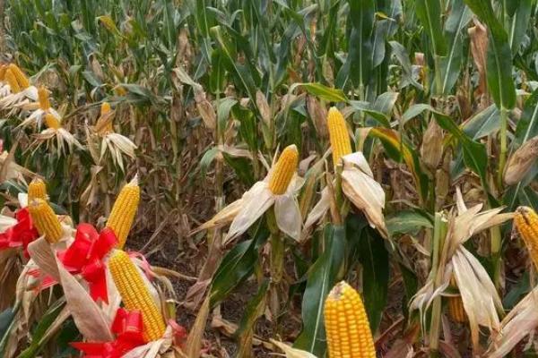 吉农大619玉米种子特征特性，选择中等以上肥力地块种植