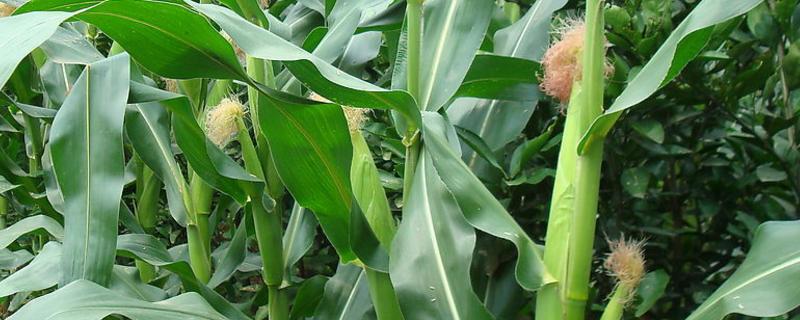 吉农大619玉米种子特征特性，选择中等以上肥力地块种植