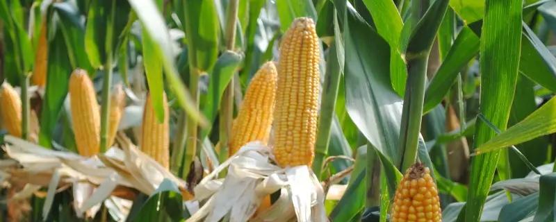 松科123玉米种子特征特性，适应区4月下旬至5月上旬播种