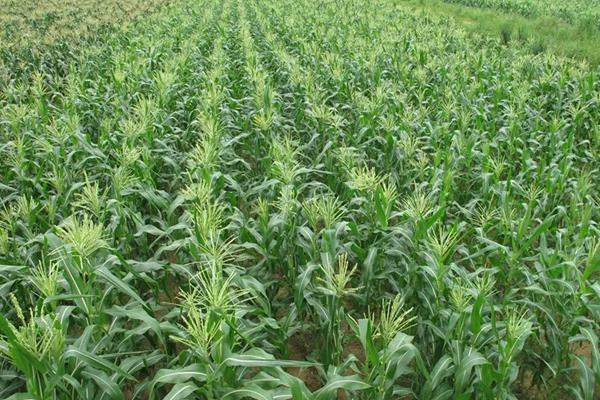吉农大620玉米品种简介，选择中等以上肥力地块