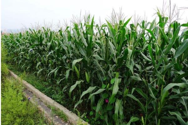 吉农大620玉米品种简介，选择中等以上肥力地块