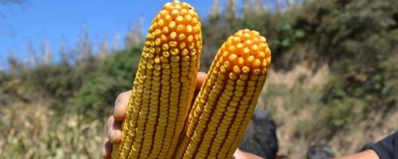奥洋红A9玉米种子特点，推荐4月25日至5月10播种