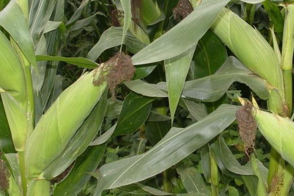 龙科玉702玉米种子介绍，该品种适宜在中等以上地块种植