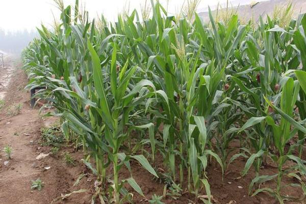 K1395玉米种子特点，注意防治玉米螟