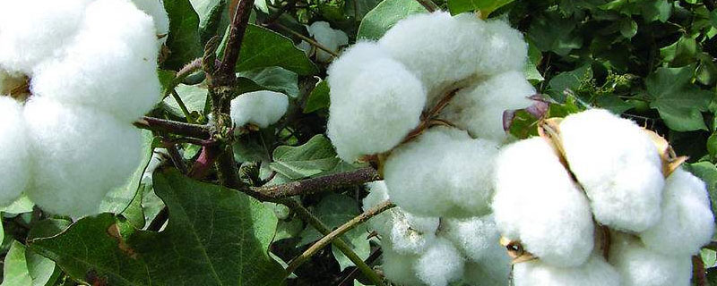 华杂棉H116棉花种子特点，春播生育期120天