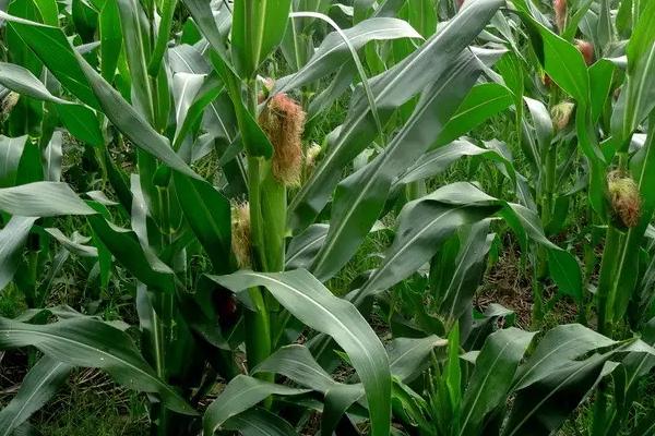 吉农大598玉米种子简介，选择中等以上肥力地块种植