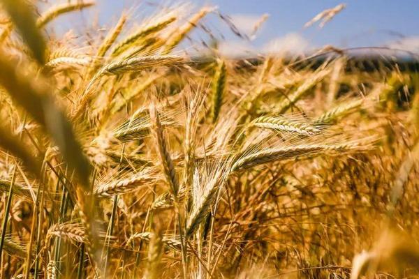 农麦168小麦品种的特性，每亩基本苗15－22万