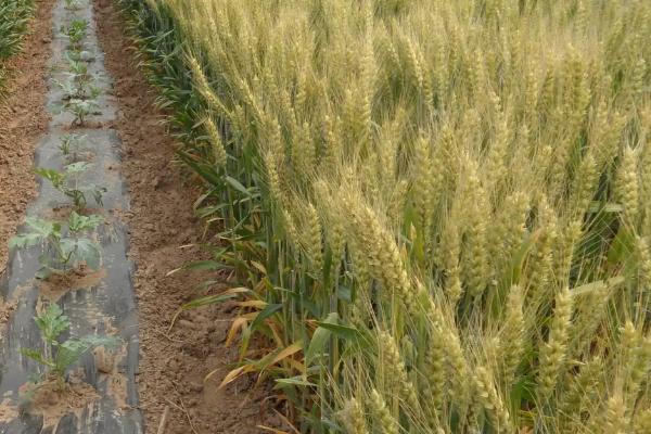 华麦158小麦种简介，每亩适宜基本苗15万－18万