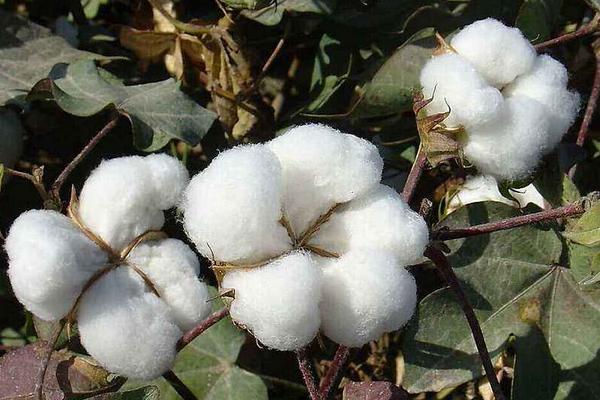 金农308棉花种子特征特性，春播生育期116天