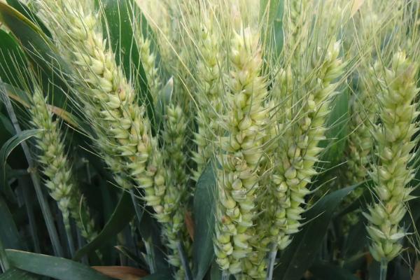 山农37小麦品种的特性，每亩适宜基本苗20万左右