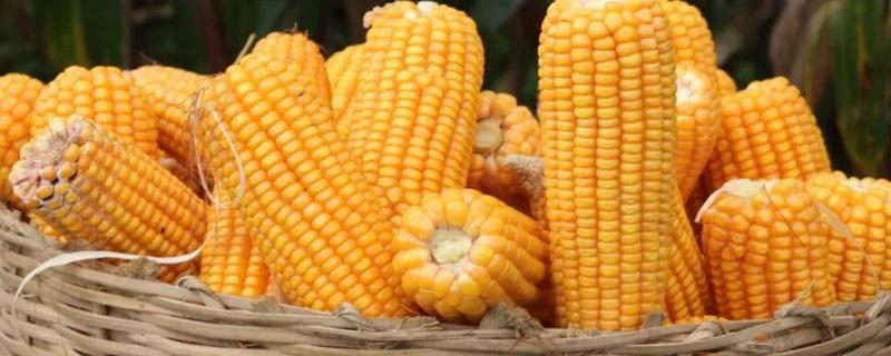 吉农大598玉米种子简介，选择中等以上肥力地块种植
