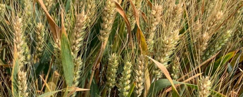 山农37小麦品种的特性，每亩适宜基本苗20万左右