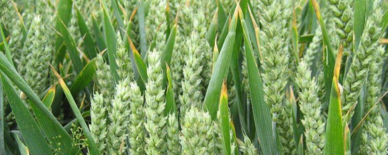 农麦168小麦品种的特性，每亩基本苗15－22万