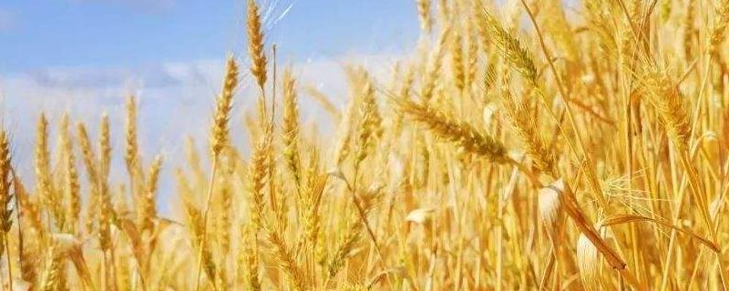 徐麦178小麦种简介，每亩适宜基本苗12万－16万