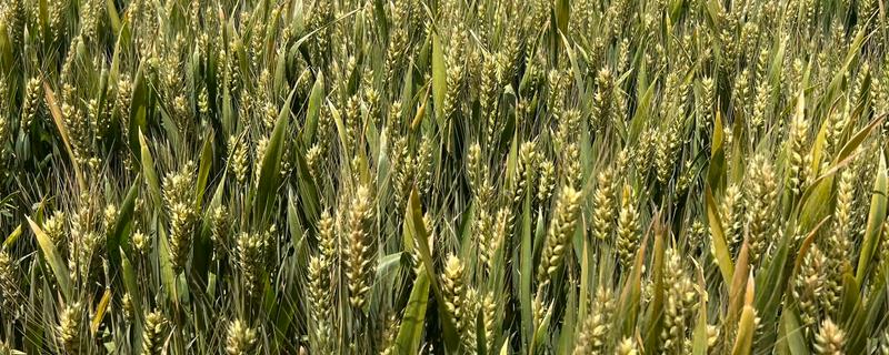 涡麦101小麦种子简介，适宜播期10月上中旬