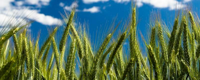 涡麦182小麦品种的特性，适宜播期10月上中旬