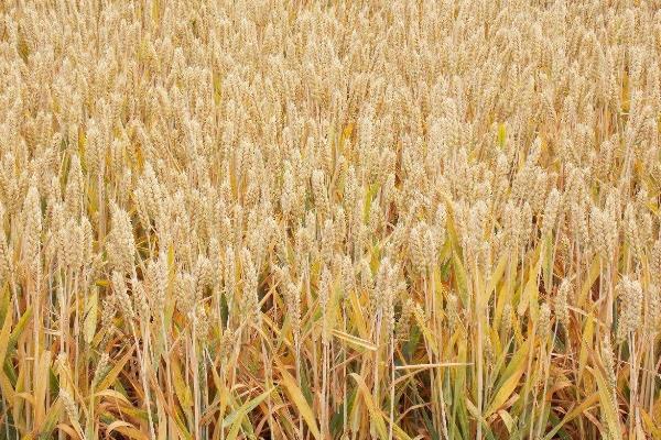 豫丰307小麦种子介绍，每亩适宜基本苗14万－22万