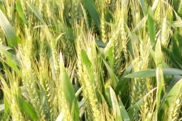 金诚麦17号小麦品种简介，每亩基本苗16－18万