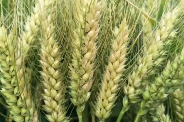 金诚麦17号小麦品种简介，每亩基本苗16－18万