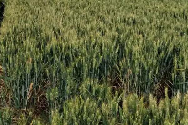 豫丰307小麦种子介绍，每亩适宜基本苗14万－22万