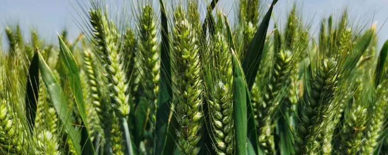 郑麦129小麦种简介，适宜播种期10月上中旬