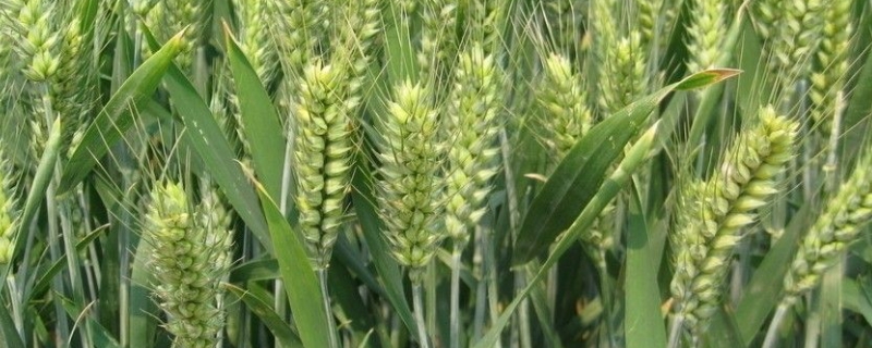 轮选146小麦品种简介，每亩适宜基本苗15万－18万