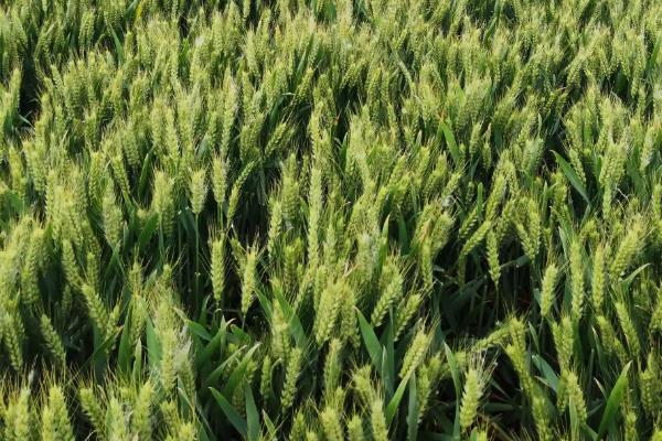 郑品优9号小麦品种的特性，每亩适宜基本苗16－20万