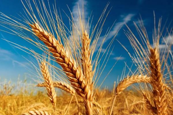 徐麦178小麦种简介，每亩适宜基本苗12万－16万